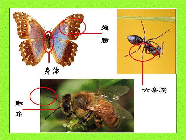 岭南版美术一年级上册 10. 可爱的小虫 课件 （16张 PPT）04