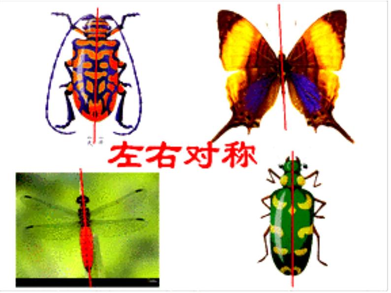 岭南版美术一年级上册 10. 可爱的小虫 课件 （16张 PPT）05