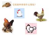 美術(shù)一年級上嶺南版9生肖動物大聚會課件（22張）