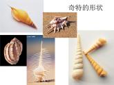 海螺和海星PPT课件免费下载