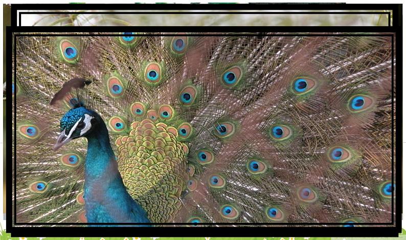 5.快乐的小鸟 课件 (1)第2页