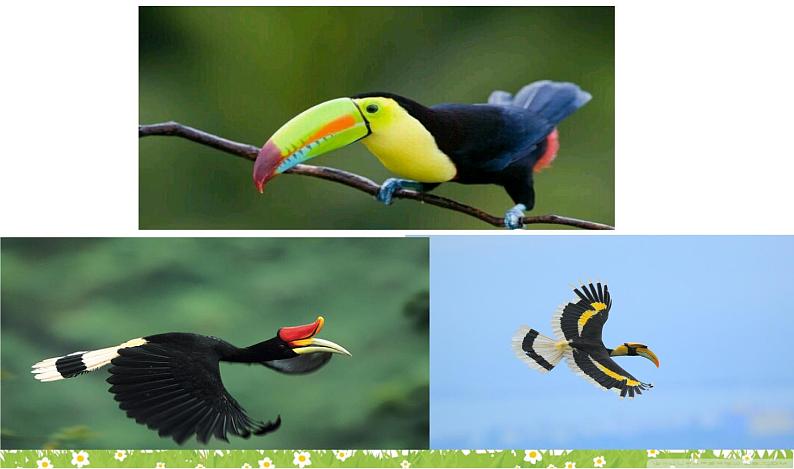 5.快乐的小鸟 课件 (1)第3页