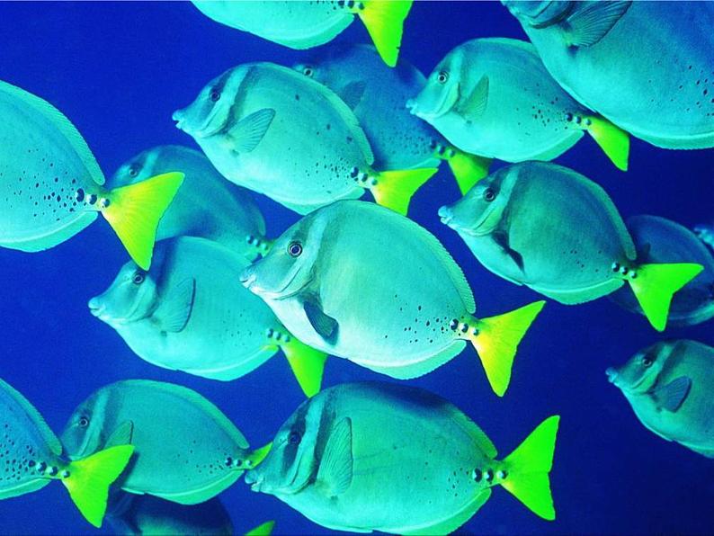 岭南版美术一年级下册 2.海底世界多奇妙 课件 教案02