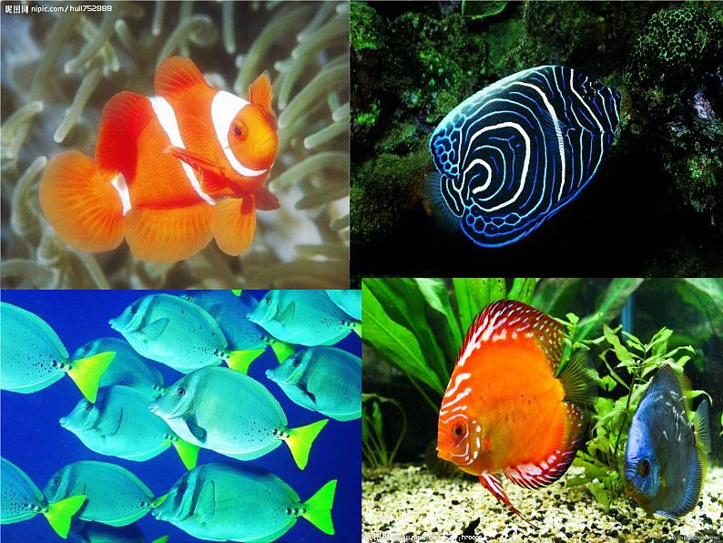 岭南版美术一年级下册 2.海底世界多奇妙 课件 教案05