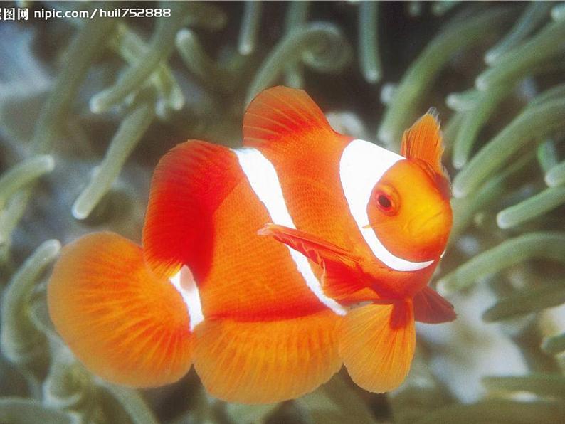 岭南版美术一年级下册 2.海底世界多奇妙 课件 教案(1)03