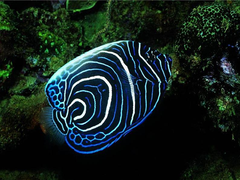 岭南版美术一年级下册 2.海底世界多奇妙 课件 教案(1)04