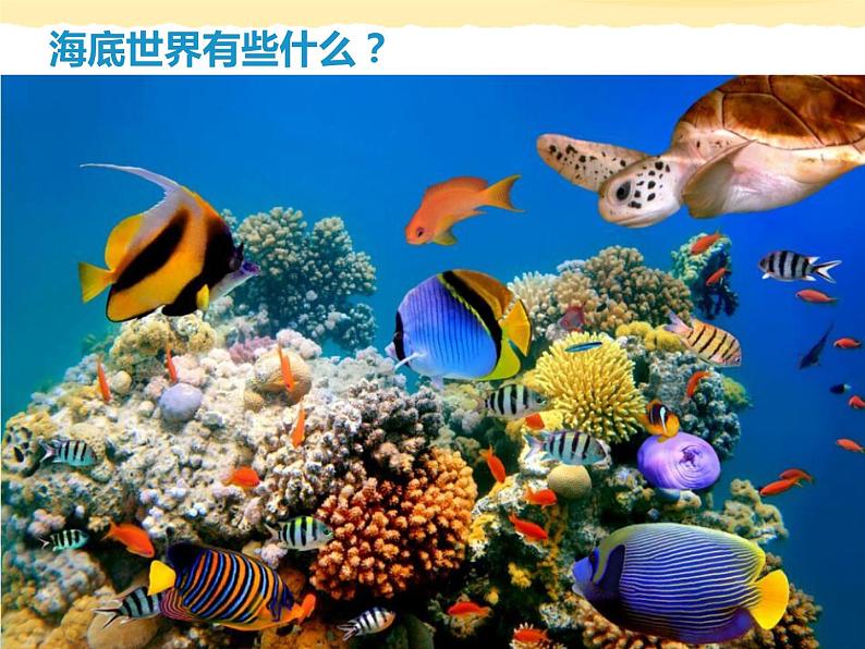 2.海底世界多奇妙 课件 (4)第2页