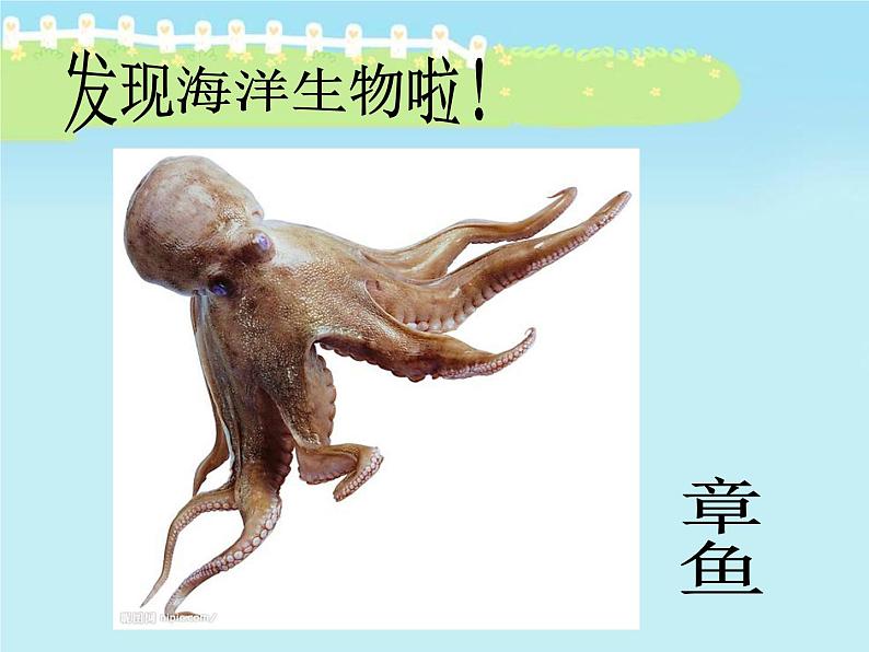 奇异的“海怪”PPT课件免费下载08