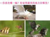 岭南版美术一年级下册 5.快乐的小鸟 课件 教案 (3)