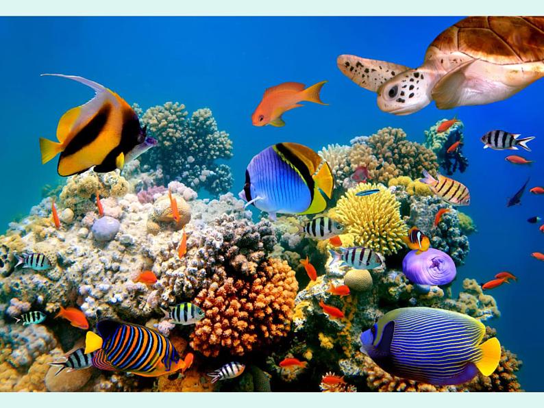 2.　海底世界多奇妙 课件 (4)第4页