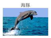 美术一年级下岭南版2.7大鱼和小鱼课件 (30张) (1)