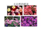 嶺南版美術(shù)一年級下冊 14.押印的花紋 課件 教案
