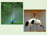 嶺南一下：19. 我們的動物樂園 課件（12張）