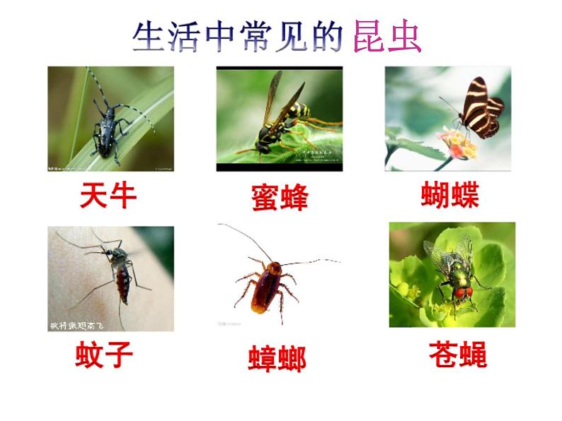 5.巧救小昆虫 课件 (1)第8页