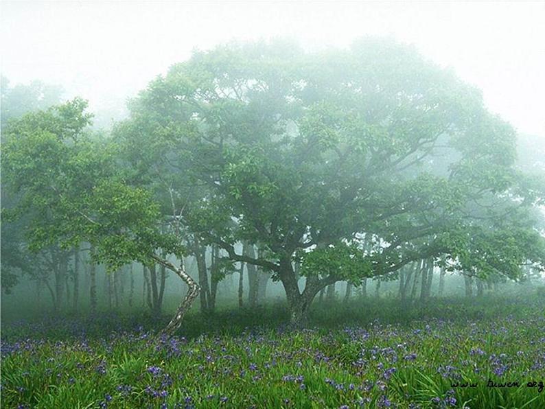 7、美丽的叶子 课件第2页