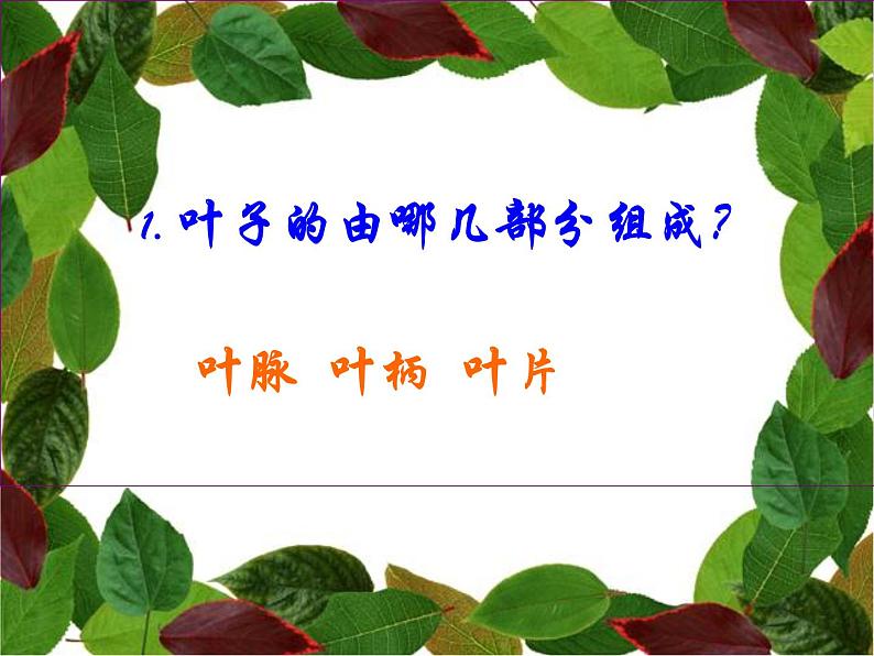 7、美丽的叶子 课件第6页