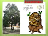 給樹爺爺畫像PPT課件免費下載
