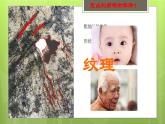 給樹爺爺畫像PPT課件免費下載