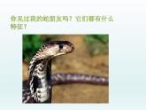 可愛的玩具蛇PPT課件免費(fèi)下載