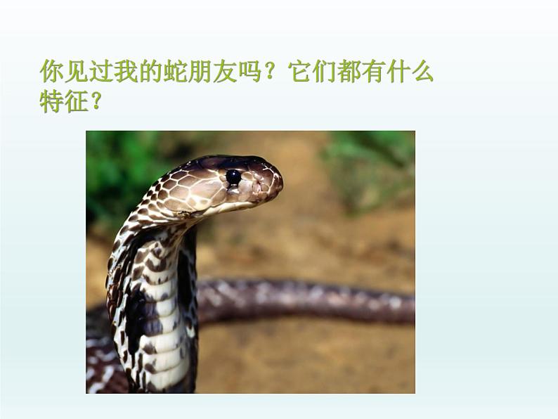 可爱的玩具蛇PPT课件免费下载02