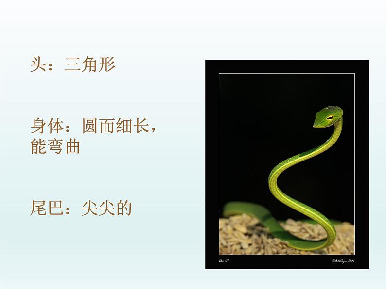 可爱的玩具蛇PPT课件免费下载06