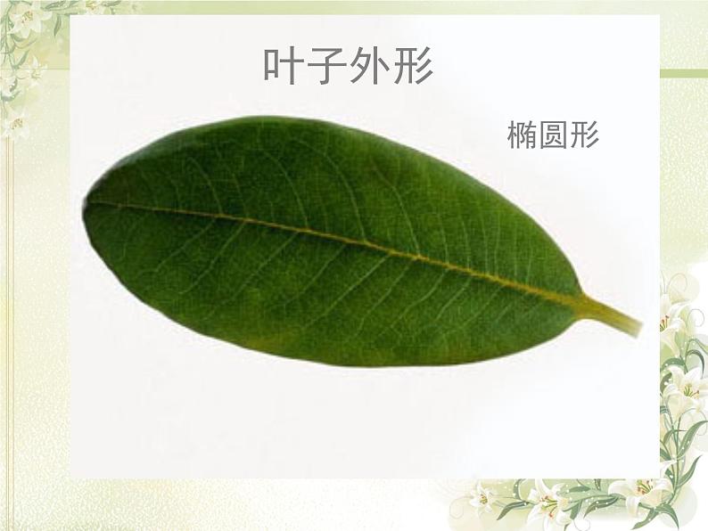 岭南版美术二年级上册 7.美丽的叶子 课件 教案 (4)03