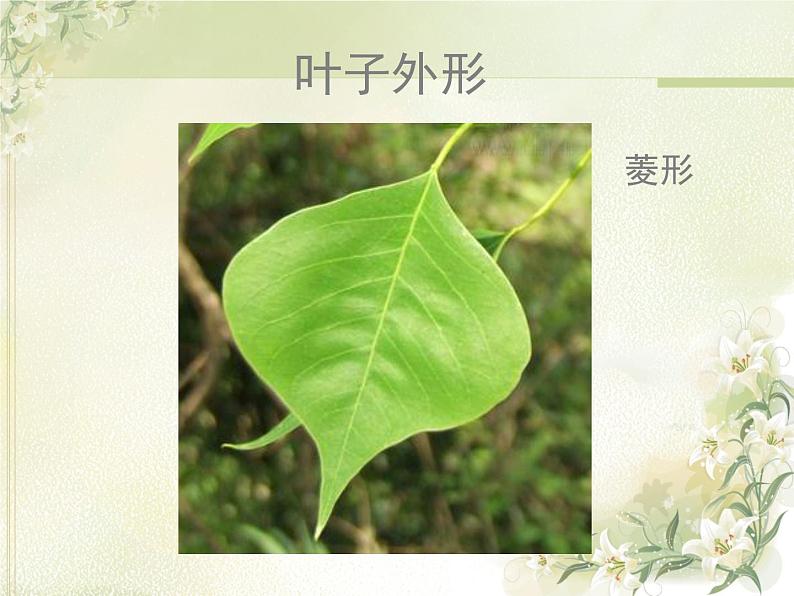 岭南版美术二年级上册 7.美丽的叶子 课件 教案 (4)05