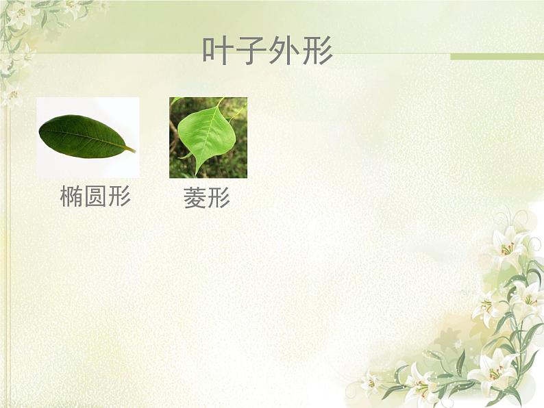 岭南版美术二年级上册 7.美丽的叶子 课件 教案 (4)06