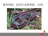 嶺南版美術(shù)二年級(jí)上冊(cè) 6.可愛的玩具蛇 課件 教案 (4)