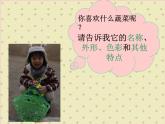 嶺南版美術(shù)二年級(jí)上冊(cè) 9.我家的菜籃子 課件 教案