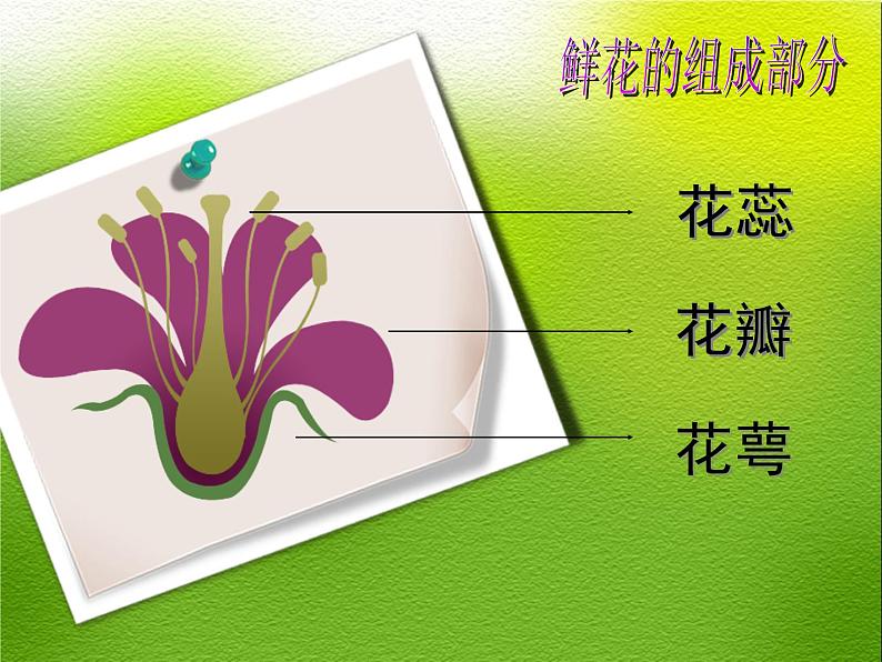 岭南版美术二年级下册 美丽的花园 课件 教案 素材02