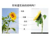 嶺南版美術(shù)二年級下冊 美麗的花園課件