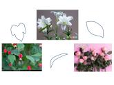嶺南版美術(shù)二年級下冊 美麗的花園課件