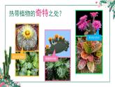嶺南版 三上 14. 奇特的熱帶植物 課件（9張，內嵌音頻）