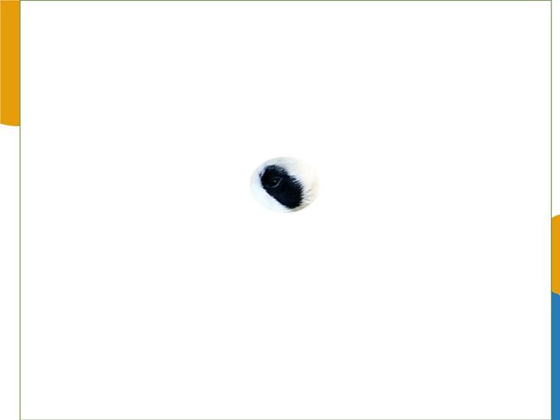 岭南版美术三年级上册 10.我的动物朋友 课件04