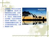 岭南版美术三年级上册 16. 长颈鹿的启示 课件 （ 13张PPT）