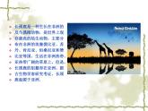 嶺南版美術(shù)三年級(jí)上冊(cè) 16. 長(zhǎng)頸鹿的啟示 課件 （ 13張PPT）
