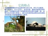 岭南版美术三年级上册 16. 长颈鹿的启示 课件 （ 13张PPT）