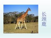 嶺南版美術(shù)三年級(jí)上冊(cè) 16.長(zhǎng)頸鹿的啟示 課件
