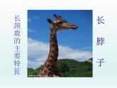 岭南版美术三年级上册 16.长颈鹿的启示 课件