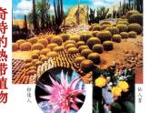 嶺南版美術三年級上冊 14. 奇特的熱帶植物 課件 （19張PPT）