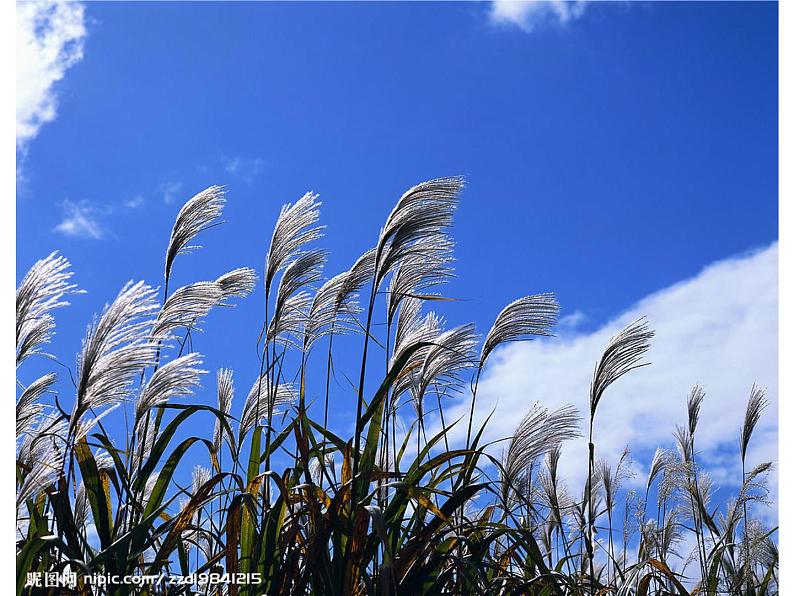12.刮大风 课件 (2)第3页