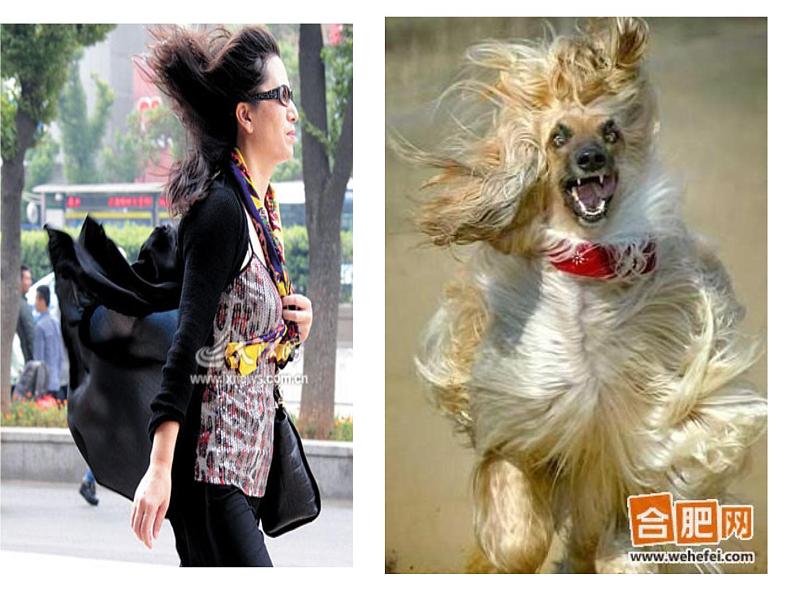 12.刮大风 课件 (2)第5页