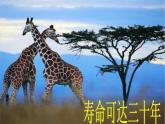 岭南版美术三年级上册 16.长颈鹿的启示 课件 教案