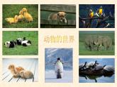 嶺南版美術(shù)三年級上冊 4.10. 我的動物朋友 課件 （8張PPT）