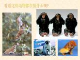 嶺南版美術(shù)三年級上冊 4.10. 我的動物朋友 課件 （8張PPT）