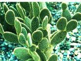 奇特的熱帶植物PPT課件免費下載