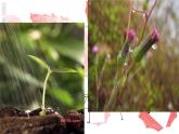 嶺南版美術(shù)三年級(jí)上冊(cè) 13.雨來了 課件 教案 (2)