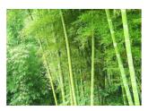 嶺南版美術(shù)三年級下冊 4.紅綠燈下 課件 教案