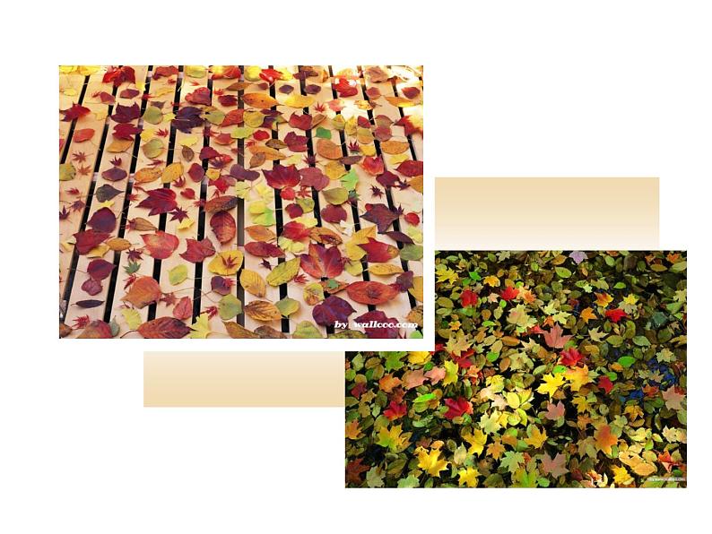 15.秋天的落叶 课件 (3)第4页